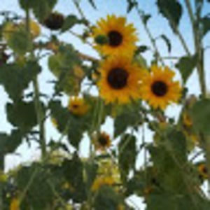 Meet your Posher, Claudia